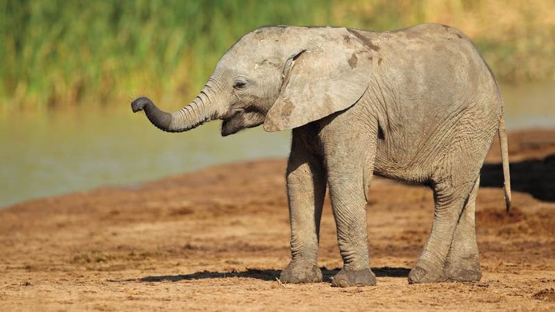 Elefanten-Baby
