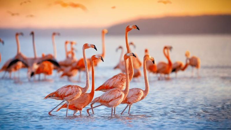Flamingos im Naturparadies Galápagos-Archipel