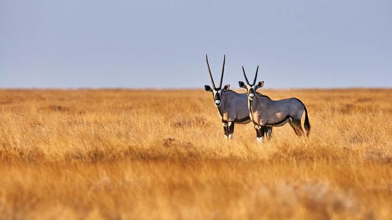 Oryxantilopen im Etosha-Nationalpark