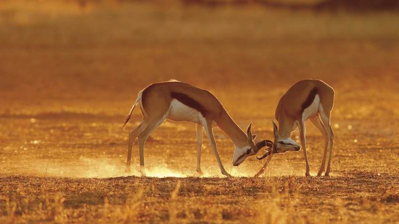 Kämpfende Springböcke in der Kalahari
