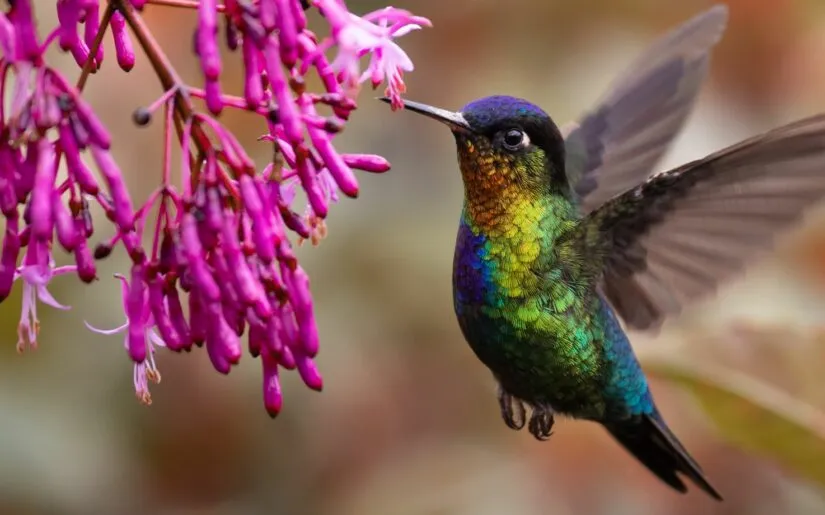 Rundreisen entdecken Kolibri Costa Rica