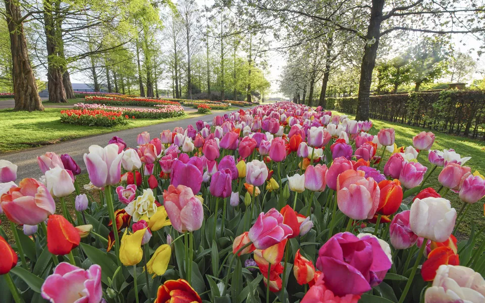 Keukenhof