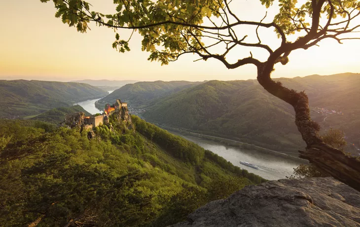 Pelzrobbe (Arctocephalus pusillus) - © Jan Schuler - Fotolia