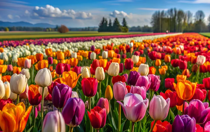 Tulpenfeld und Himmel,Generative KI,