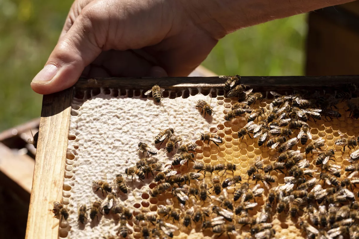 Altes Rathaus in Bamberg