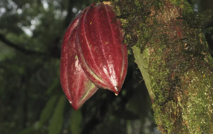 PURA VIDA - Rundreise durch Costa Rica