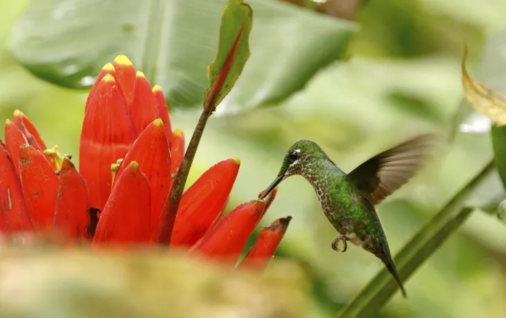 PURA VIDA - Rundreise Costa Rica mit Verlängerung