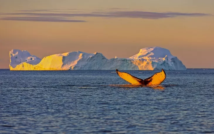 © vadim_petrakov - stock.adobe.com - Whale Tauchen bei Ilulissat unter Eisbergen. Ihre Quelle ist der Jakobshavn-Gletscher. Die Quelle der Eisberge ist eine globale Erwärmung und katastrophales Auftauen von Eis, Disko Bay, Grönland