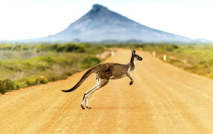 © Getty Images/iStockphoto - Känguru
