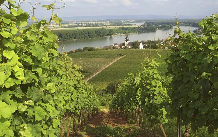 © Fineart Panorama - stock.adobe.com - Pfälzische Weinberge bei Nierstein