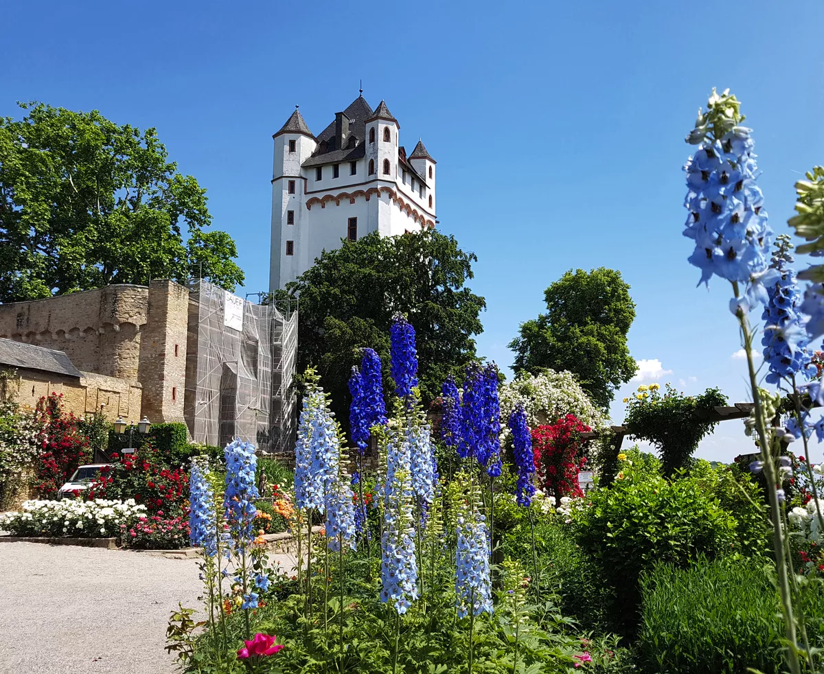 Burg Eltville - © Ruckszio - stock.adobe.com