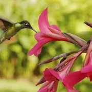 Kolibri