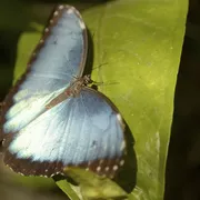 Blue Morpho Schmetterling