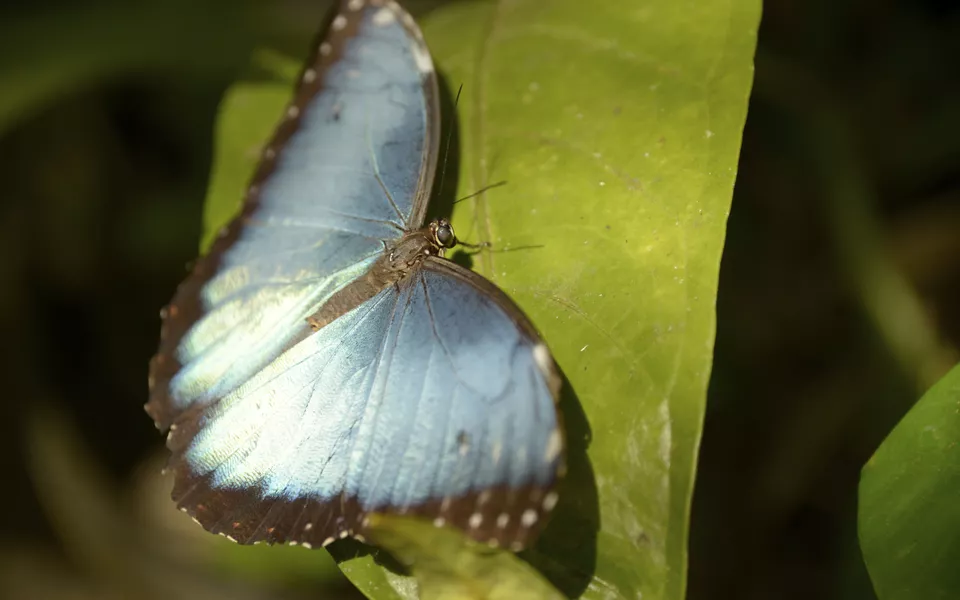 Blue Morpho Schmetterling