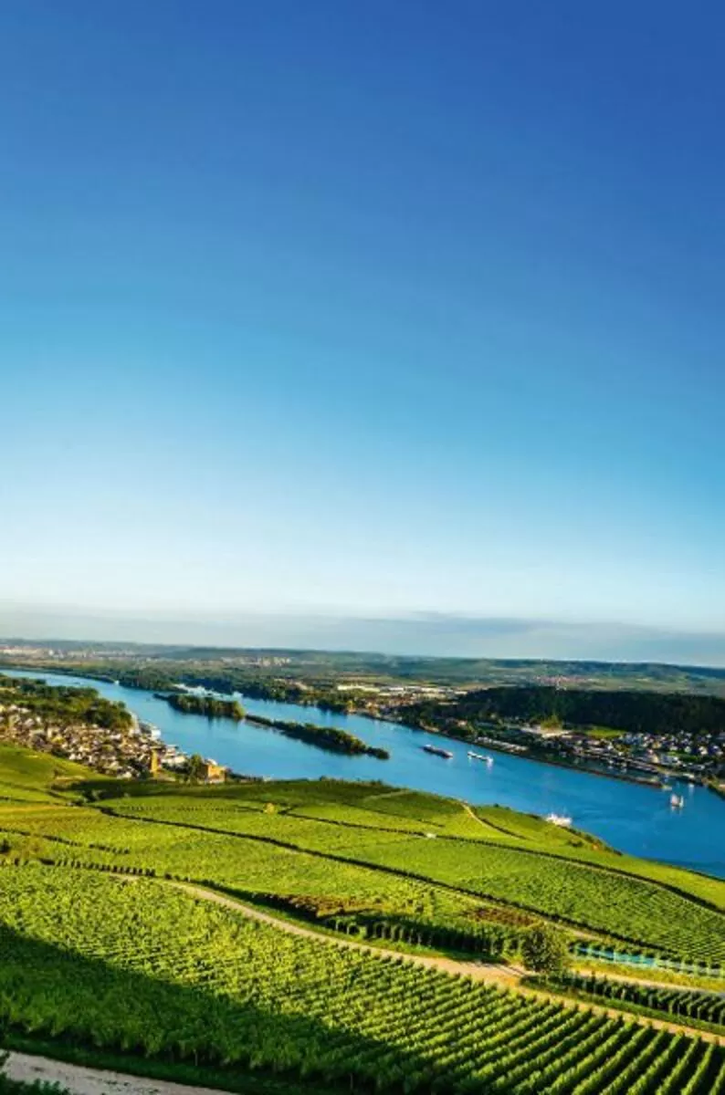 Weinbau am Rhein - © CPN - Fotolia
