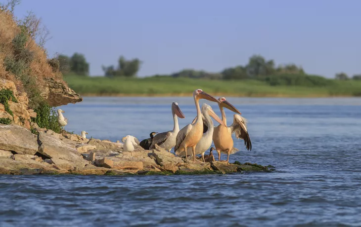 Pelikane im Donaudelta - © shutterstock_290611787