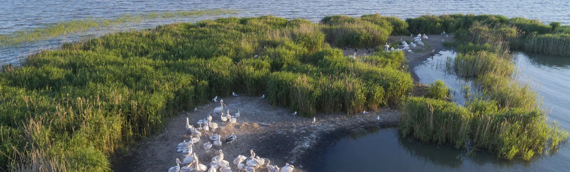 Pelikane im Donaudelta - © Getty Images/iStockphoto