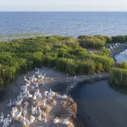 Pelikane im Donaudelta