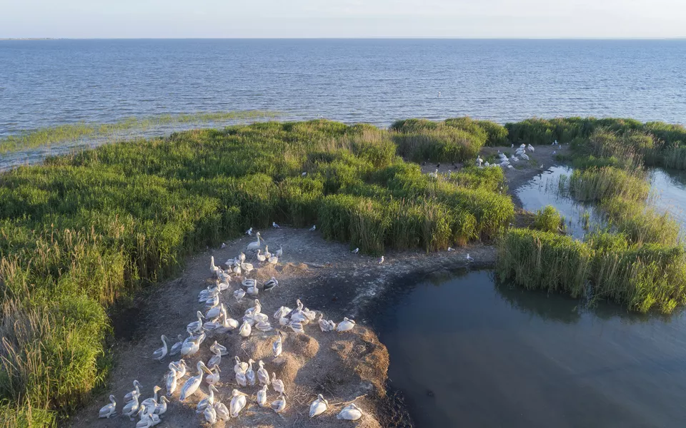 Pelikane im Donaudelta - © Getty Images/iStockphoto