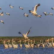 Weisse Pelikane, Donaudelta