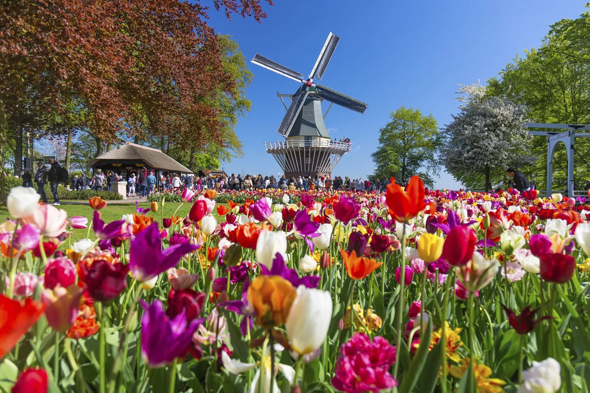 Keukenhof Keukenhof