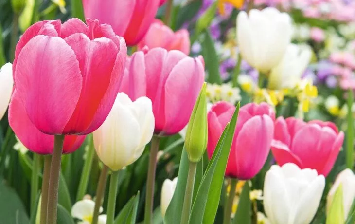 Rheinromantik & Metropolen Swiss Splendor