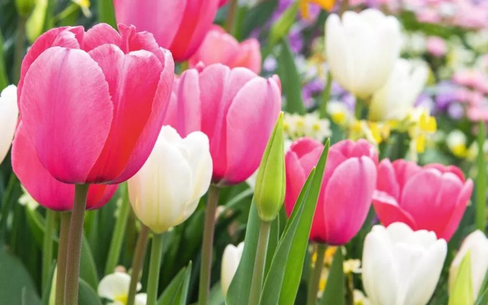 wonderful pink and white tulips - © kurt60 - Fotolia