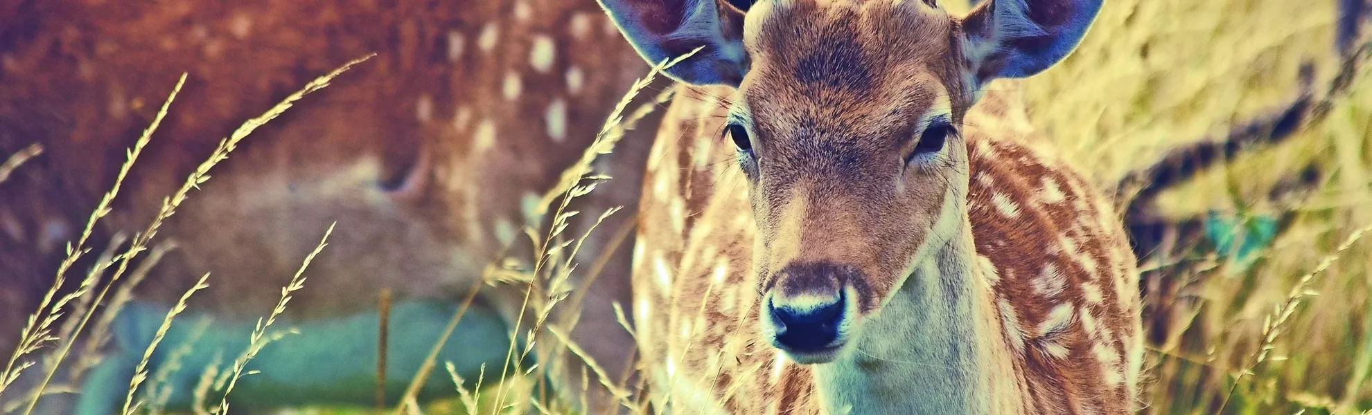 Rehe