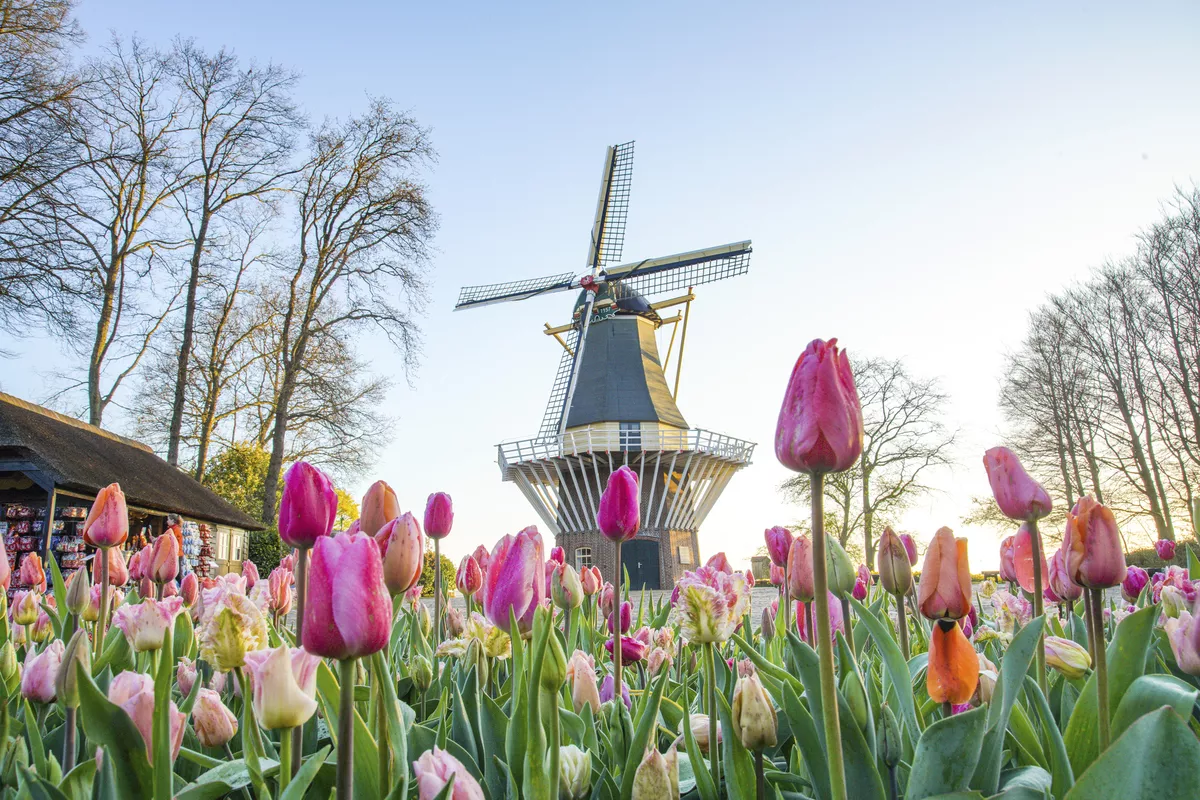 Keukenhof - Keukenhof