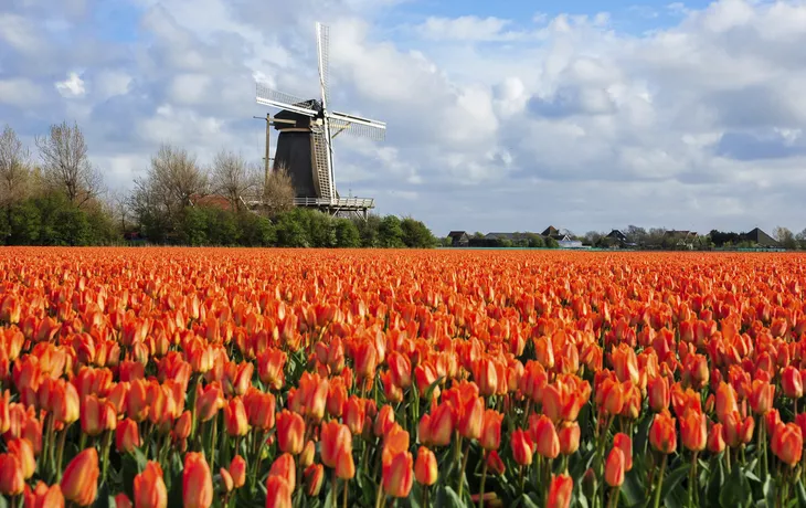Tulpenfelder in Julianadorp