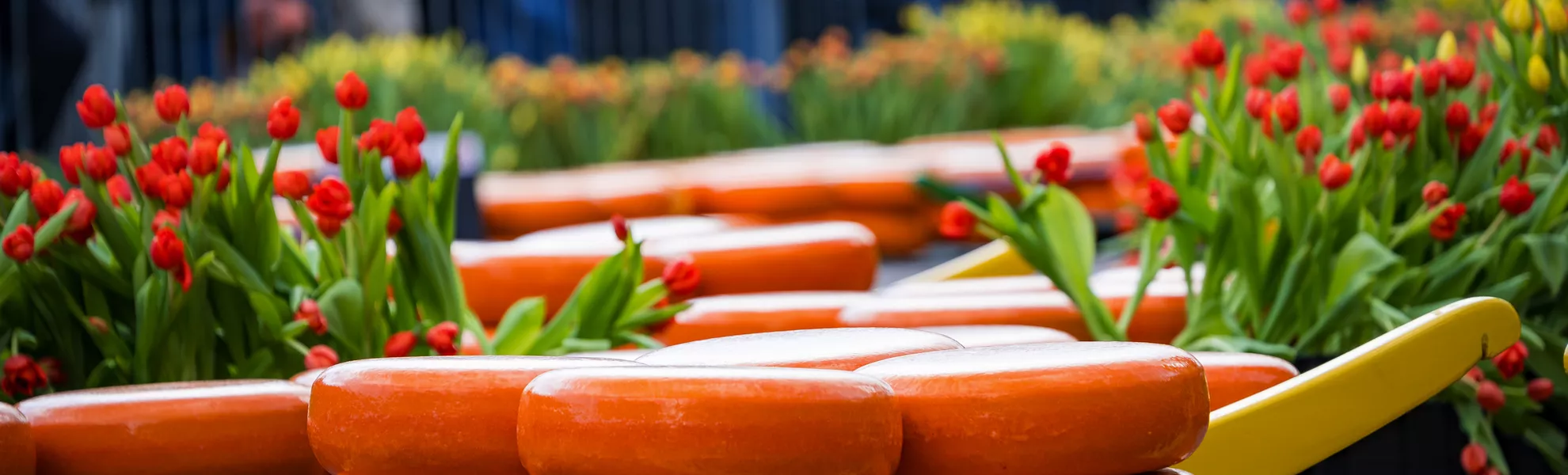 Käsemarkt in Alkmaar - © Denis Feldmann - stock.adobe.com