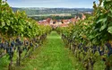 © Johanna Hurter - stock.adobe.com