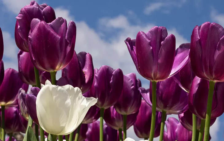 © sarenac77 - stock.adobe.com - tulipes blanches et violettes