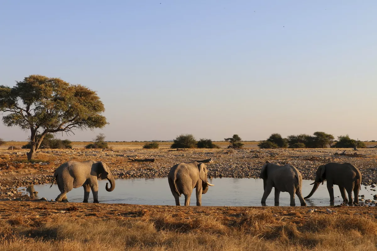 Elefantenherde in Namibia - © Getty Images/iStockphoto