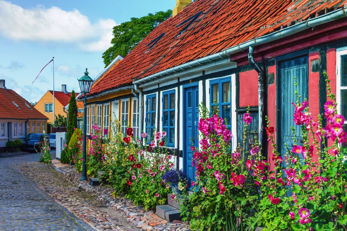 Straßen der Stadt Rönne auf der dänischen Insel Bornholm sind von bunten Stockrosenblüten gesäumt - © Nimbus Works - stock.adobe.com