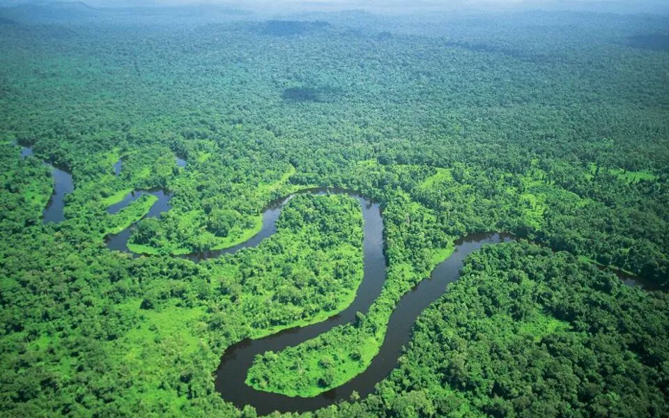 Amazonas Regenwald