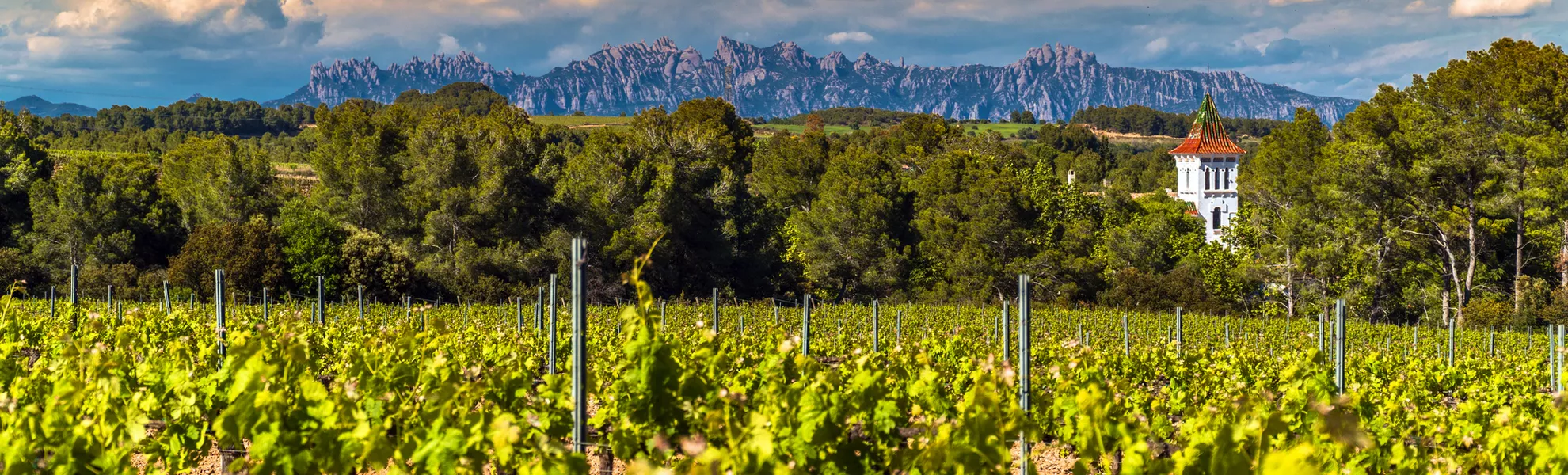 Weinberge in der Region Penedés mit der Montserrat-Bergkette - © Manel Vinuesa - stock.adobe.com