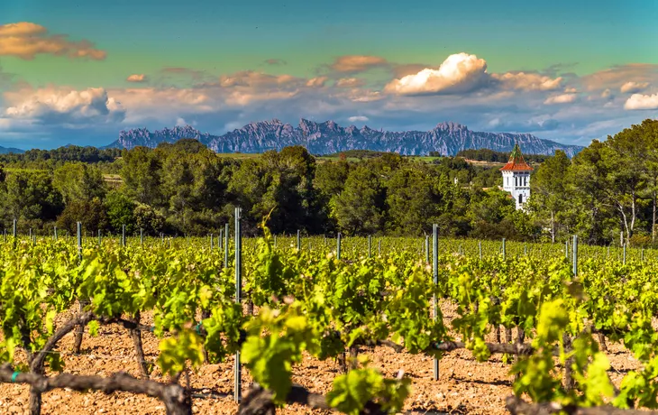 © Manel Vinuesa - stock.adobe.com - Weinberge in der Region Penedés mit der Montserrat-Bergkette