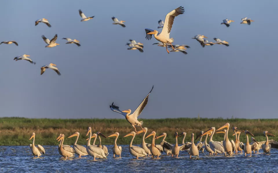 Pélicans blancs, delta du Danube