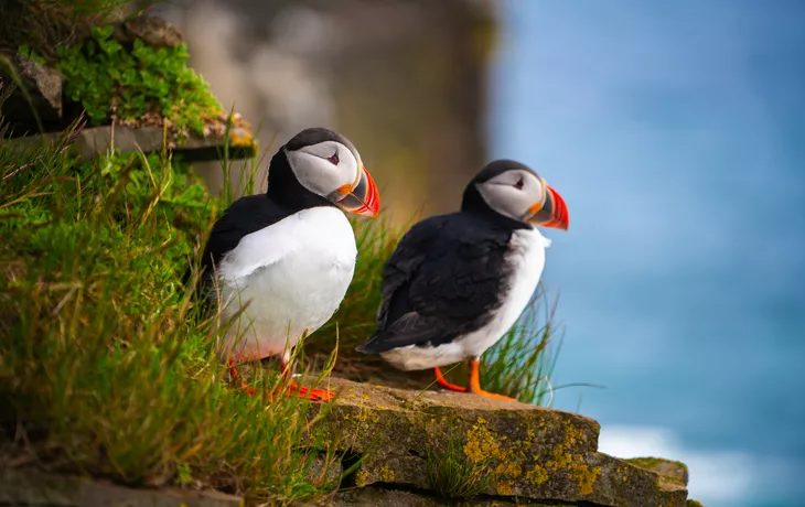 © Blue Planet Studio - stock.adobe.com - Papageitaucher