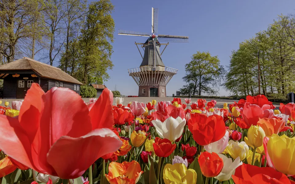 Keukenhof