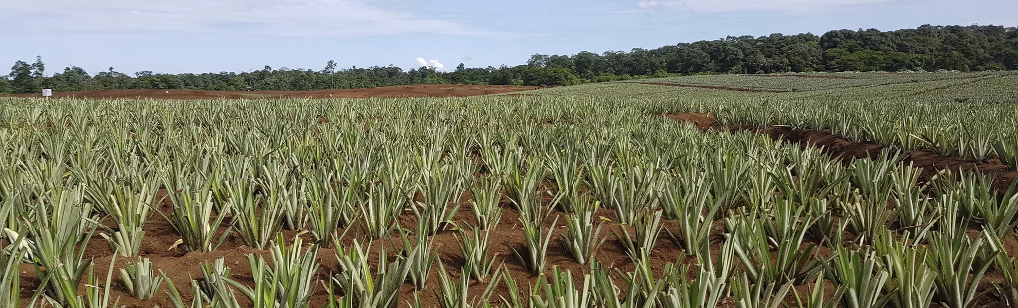 Ananas-Plantage Roswitha - © 