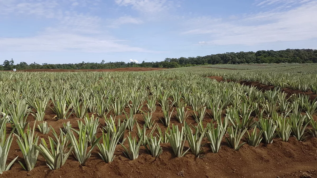 Ananas-Plantage Roswitha - © 