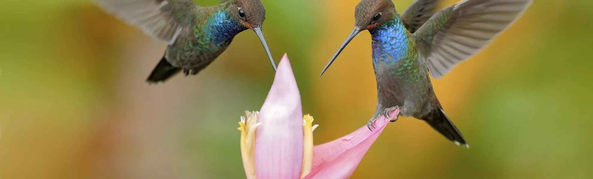 Kolibris - © ondrejprosicky - Fotolia