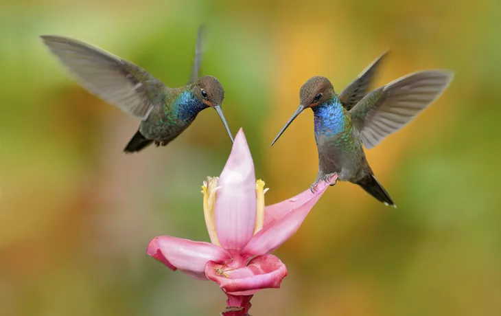 © ondrejprosicky - Fotolia - Kolibris