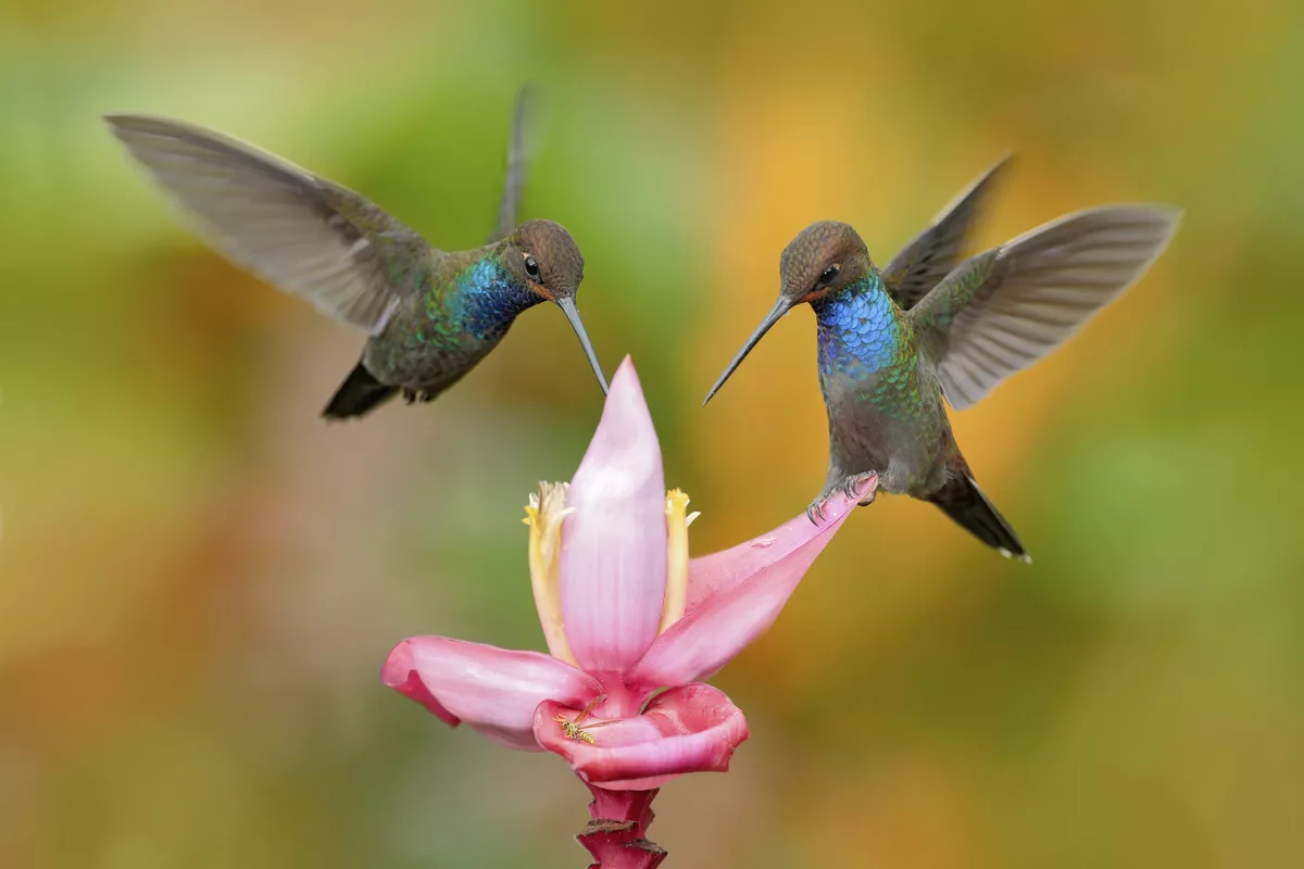 Kolibris - © ondrejprosicky - Fotolia