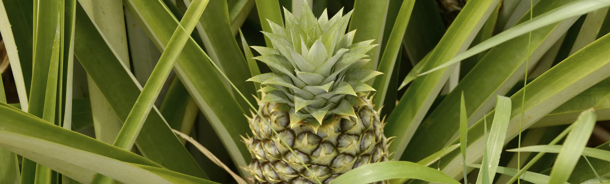 Ananas - ©                                                       