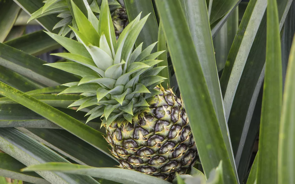 Ananas - © josephsjacobs - stock.adobe.com