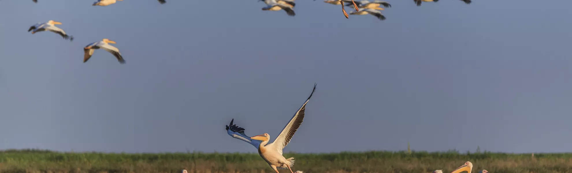 Weisse Pelikane, Donaudelta - © porojnicu - Fotolia