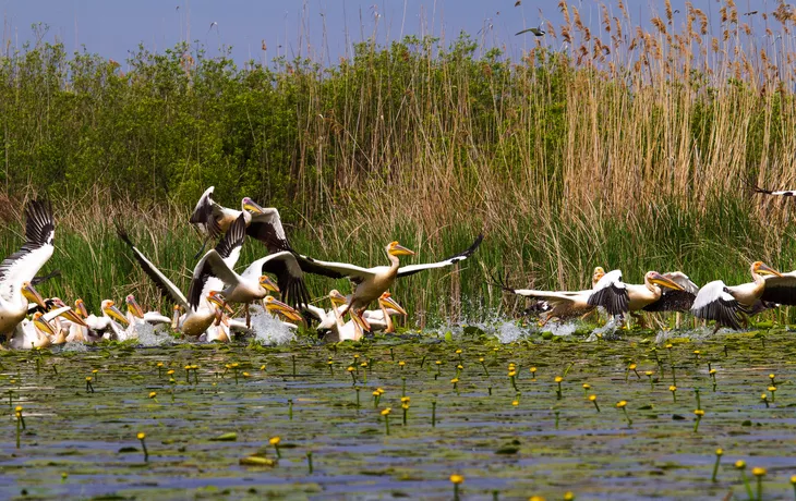© Gerhard - stock.adobe.com - Pelikane im Donaudelta